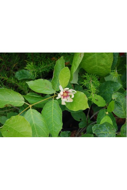 Calycanthus ’Venus’ в Україні